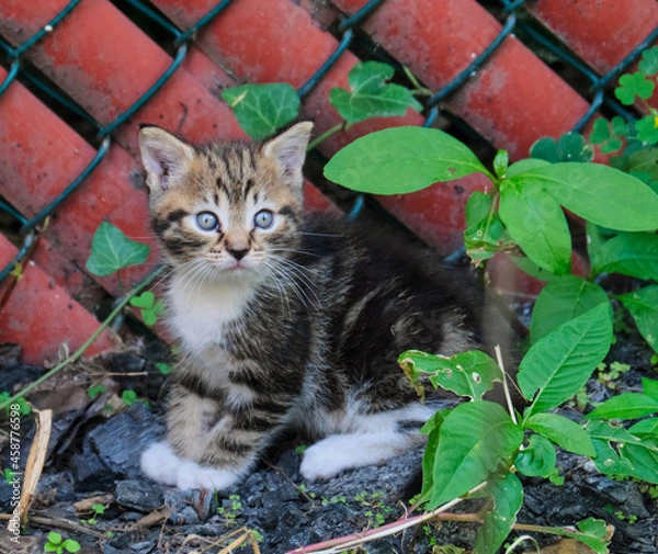 Obraz cat in the garden