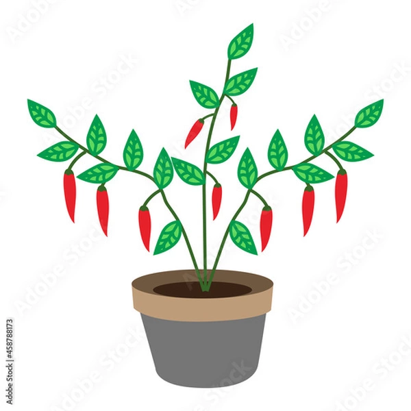 Obraz red chili illustration, a simple vector design