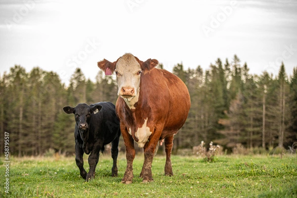 Fototapeta Cow and calf walking outside in summer pasture
