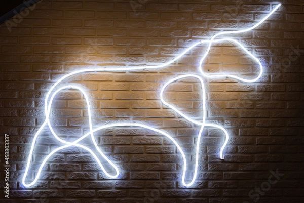 Fototapeta Led bull in a bar
