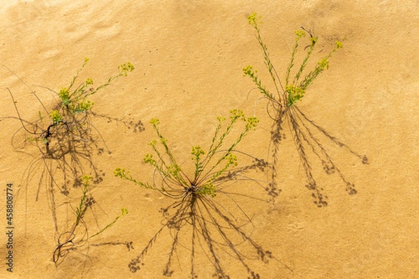Obraz A group of green plants on yellow sand casting harsh shadows