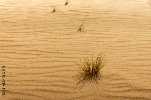 Obraz A few tufts of grass on a yellow wavy sand in the desert
