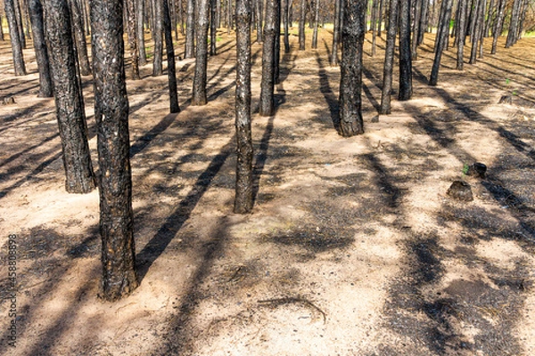 Obraz Charred trunks of trees and burned-out needles after a fire in a pine forest