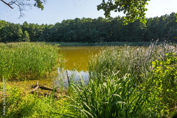 Obraz Reserved lake among alder trees on a sunny summer day near the village of Vyoshenskaya, Russia