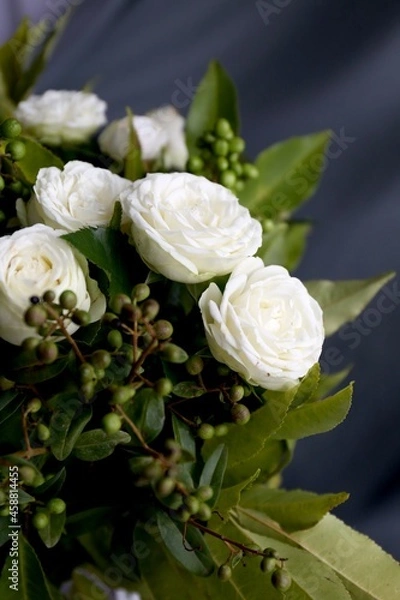 Obraz white rose in a garden