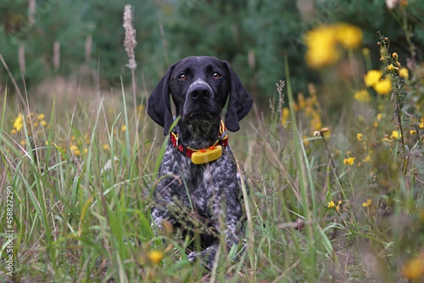 Fototapeta Serious young black and white Greyster dog posing outdoors wearing a red collar with a yellow GPS tracker on it lying down in a green grass with yellow flowers in summer