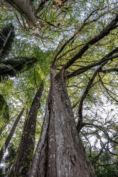 Obraz tree landscape in the park