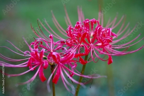 Fototapeta 彼岸花