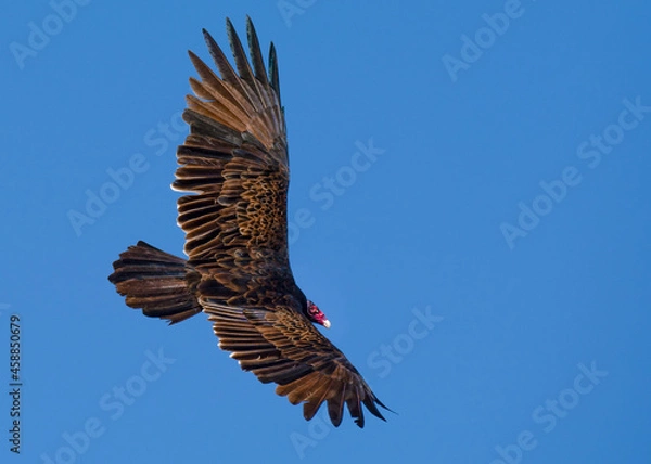 Fototapeta A Turkey Vulture with outstretched wings searches for its next meal.