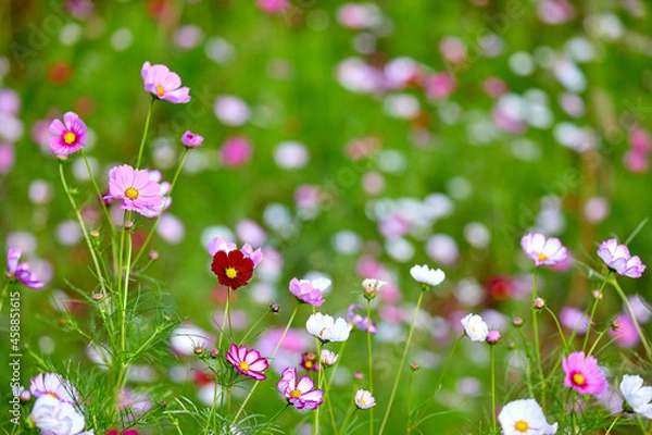 Fototapeta 파란 가을 하늘과 코스모스 꽃밭의 풍경