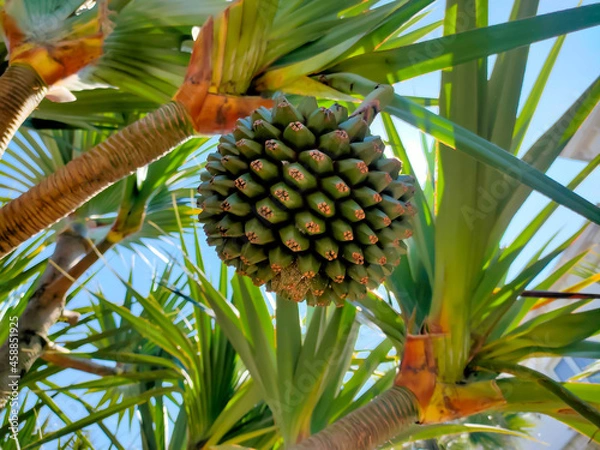 Fototapeta coconut palm tree