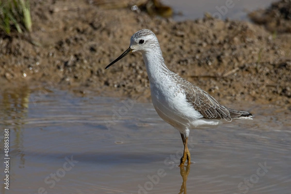 Obraz Beautiful water bird of Marsh Sandpiper wading in a calm stream