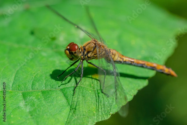 Fototapeta A dragonfly is resting on a green leaf. Focus on the eyes