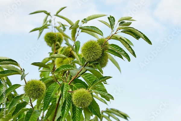 Obraz 밤나무와 밤송이, 밤