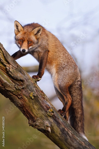 Obraz red fox climbing in a tree