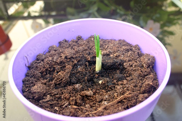 Fototapeta zafferano