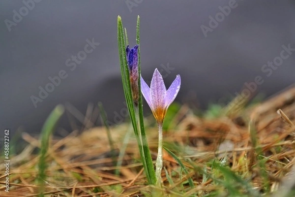 Obraz spring crocus flowers