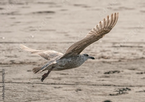 Obraz Seagull flight