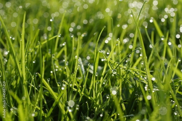 Fototapeta Dew on a grass.