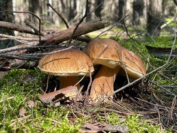 Fototapeta mushrooms in the forest