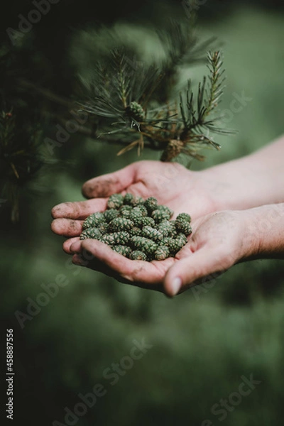 Fototapeta pine cones in hands