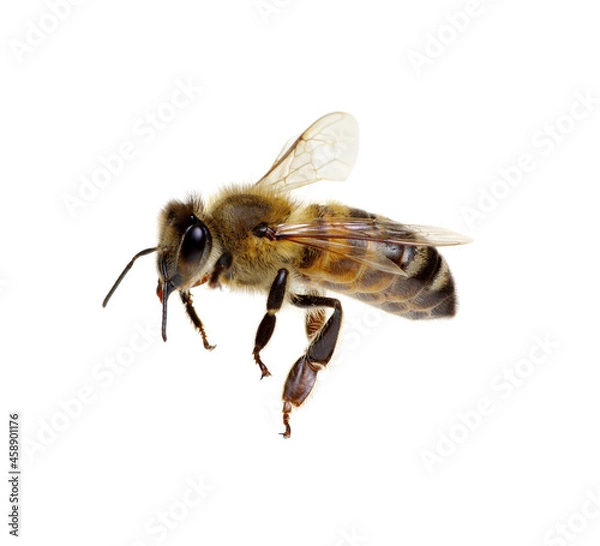 Obraz Bee on the white
