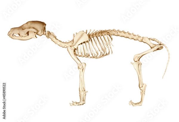 Obraz Seleton of dog