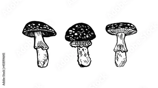Obraz set of graphic black and white fly agaric illustrations