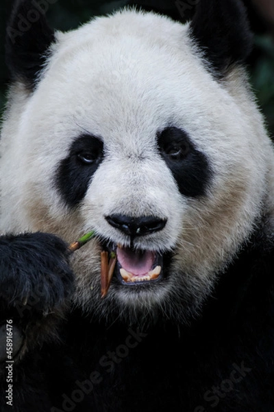 Obraz 笹を食べるパンダの正面顔アップ