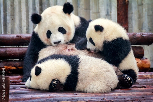 Obraz パンダファミリー、授乳をする母パンダ