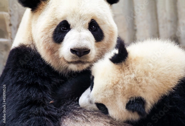 Obraz 赤ちゃんパンダに授乳をする母パンダ