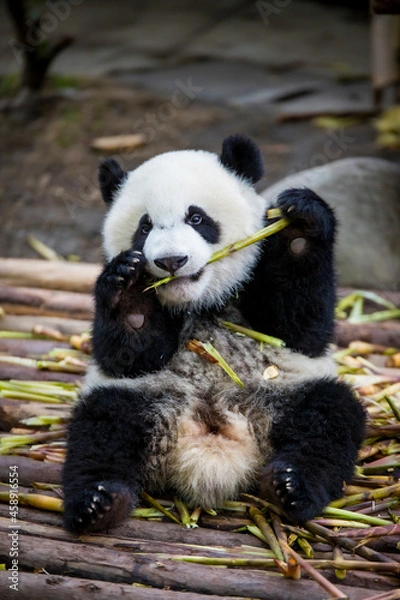 Obraz 元気に笹を食べる赤ちゃんパンダ
