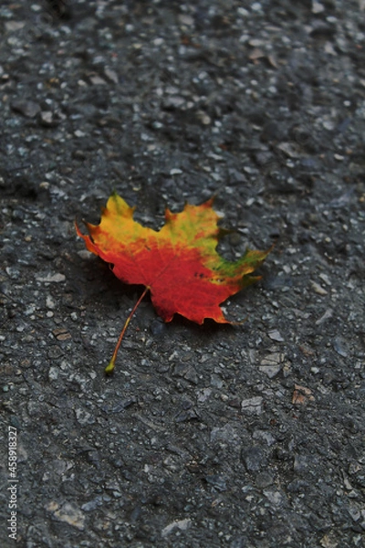 Obraz leaf