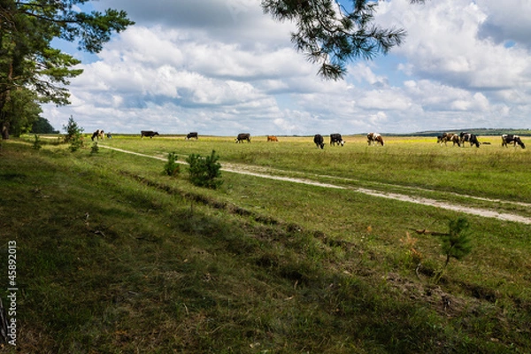 Obraz Сельский пейзаж