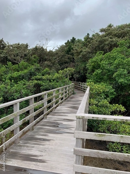 Fototapeta 西表島 ジャングル マングローブ 遊歩道 八重山諸島 沖縄県