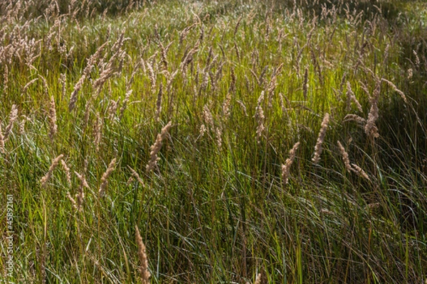 Obraz Трава в лесу