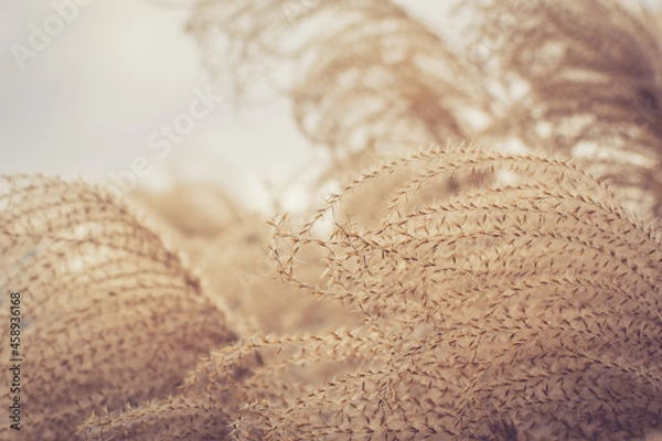 Fototapeta Abstract natural background of soft pampers grass on a blurry bokeh, Dry reeds boho style. Patterns and textures. Warm earth growth, botanical close-up of dried grass near ocean