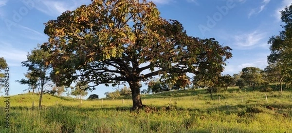 Obraz trees in the field