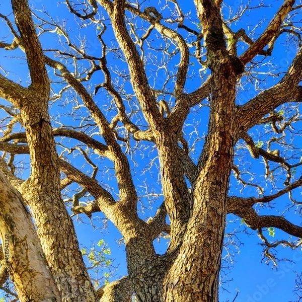 Fototapeta tree and sky
