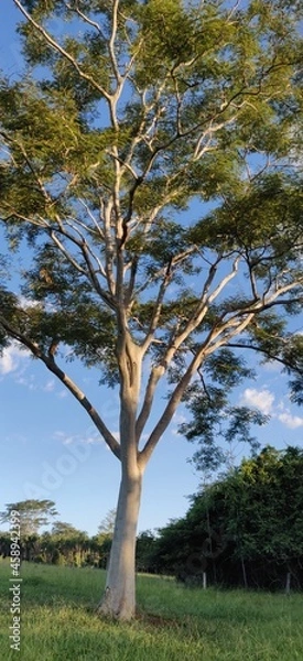 Obraz trees in the park