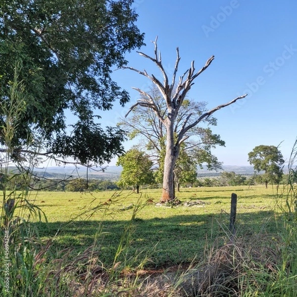 Obraz trees in the field
