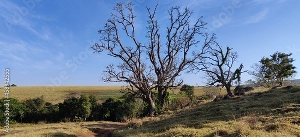 Obraz Landscape with dry tree