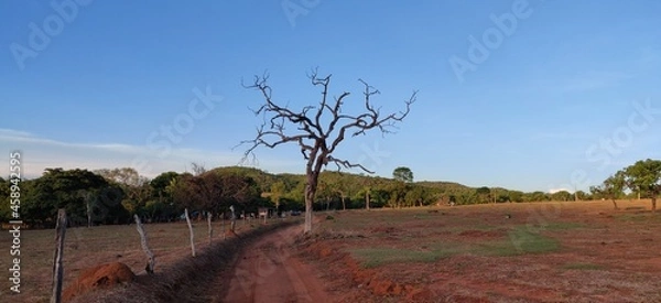 Obraz Dry tree