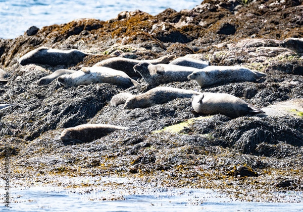 Obraz Seals on seal island