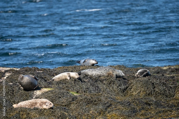 Obraz Seals on seal island