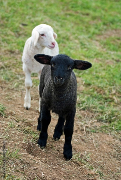 Obraz Schwarz und weiß