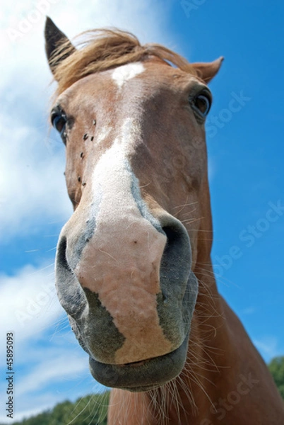 Obraz Grinsendes Pferd