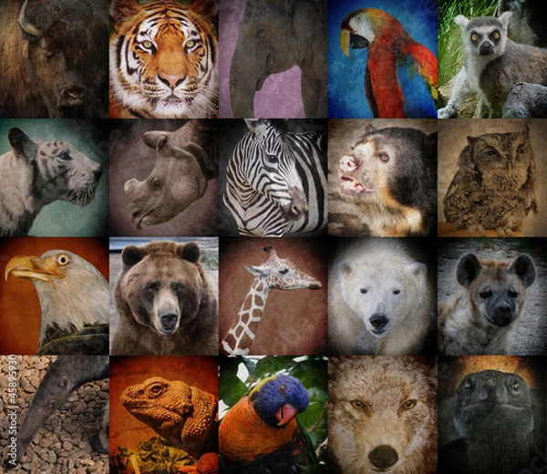 Obraz Dzikie kwadraty zwierząt zoo