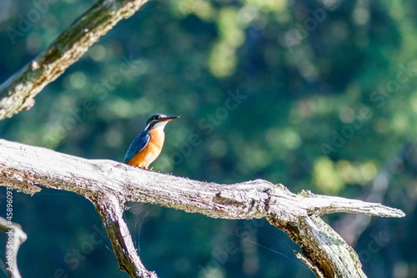 Obraz Martin pêcheur