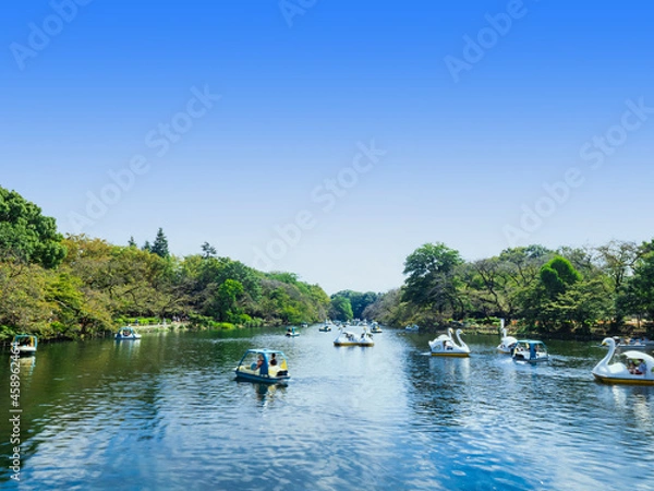 Fototapeta 吉祥寺　井の頭公園